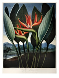 Buy Thornton: Strelitzia at AllPosters.com