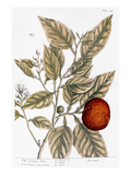 Buy Orange Tree, 1735 at AllPosters.com