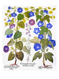 Buy Bluebell And Morning Glory at AllPosters.com