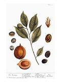 Buy Nutmeg, 1735 at AllPosters.com