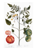 Buy Tomato Plant, 1735 at AllPosters.com