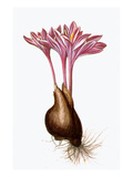 Buy Autumn Crocus at AllPosters.com