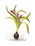 Buy Autumn Crocus at AllPosters.com