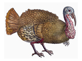 Buy Turkey, 1560 at AllPosters.com