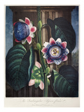 Thornton: Passion-Flower