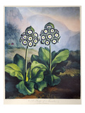 Buy Thornton: Auriculas at AllPosters.com