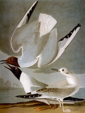 Audubon: Gull