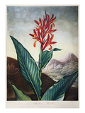 Buy Thornton: Indian Reed at AllPosters.com