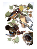 Audubon: Duck