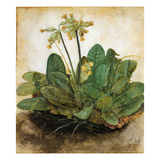 D?Rer: Tuft Of Cowslips