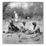 Delhi: Snake Charmers