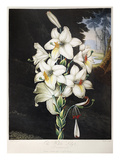 Buy Thornton: White Lily at AllPosters.com