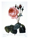 Buy Cabbage Rose at AllPosters.com