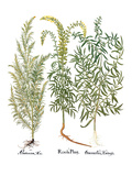 Buy Artemisiae & Reseda at AllPosters.com
