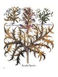 Buy Forget-Me-Not & Acanthus at AllPosters.com