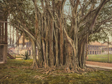 Buy Florida: Rubber Tree, C1900 at AllPosters.com