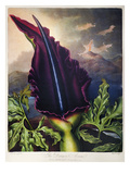 Buy Thornton: Dragon Arum at AllPosters.com