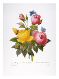 Buy Redoute: Roses, 1833 at AllPosters.com
