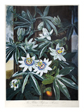 Buy Thornton: Passion-Flower at AllPosters.com