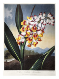 Buy Thornton: Shell Ginger at AllPosters.com