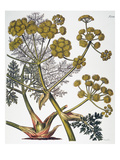 Herbal: Fennel, 1819