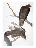 Audubon: Red-Tailed Hawk