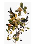 Audubon: Warbler