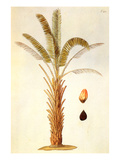 Buy African Oil Palm at AllPosters.com