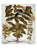 Buy Saint-John'S-Wort, 1613 at AllPosters.com