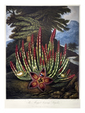 Buy Thornton: Stapelia at AllPosters.com