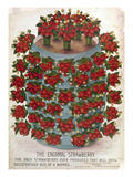 Buy Strawberries, 1889 at AllPosters.com