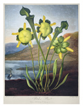 Buy Thornton: Pitcher Plant at AllPosters.com