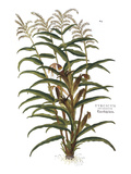 Buy Turkish Corn, 1735 at AllPosters.com