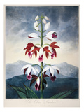Buy Thornton: Limodoron at AllPosters.com
