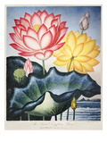 Buy Thornton: Lotus Flower at AllPosters.com