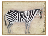 Buy Zebra, C1620 at AllPosters.com