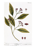 Buy Cloves, 1735 at AllPosters.com