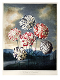 Buy Thornton: Carnations at AllPosters.com