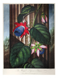Buy Thornton: Passion-Flower at AllPosters.com
