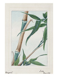 Buy Japan: Bamboo, C1870S at AllPosters.com