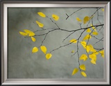 Yellow Autumnal Brich (Betula) Tree Limbs Against Gray Stucco Wall