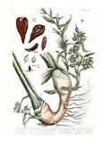 Buy Cardamom, 1735 at AllPosters.com