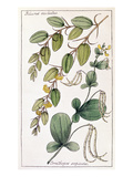 Buy Colosseum: Flower at AllPosters.com