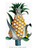 Buy Pineapple, 1789 at AllPosters.com