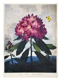 Buy Thornton: Rhododendron at AllPosters.com