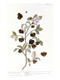 Buy Peco Tea, 1735 at AllPosters.com