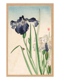 Buy Japanese Irises at AllPosters.com