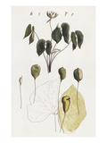 Buy Jeffersonia Diphylla at AllPosters.com