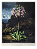 Buy Thornton: Cowslip at AllPosters.com