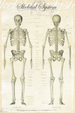 Skeletal-System